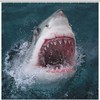 Fashionable Gray Great White Shark Shower Curtain