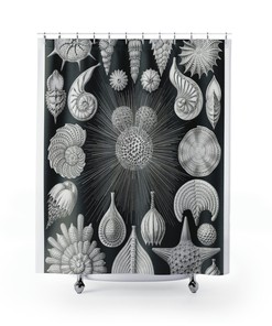 Black and White Seashells Shower Curtain - Vintage Natural Illustration Design for Your Bathroom Decor