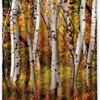 Fall Trees Shower Curtain - White Birch Bathroom Decor with Autumn Leaves Design 