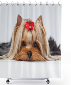 Yorkshire Terrier with Ribbon Shower Curtain for Cloth Fabric Bathroom Decors 